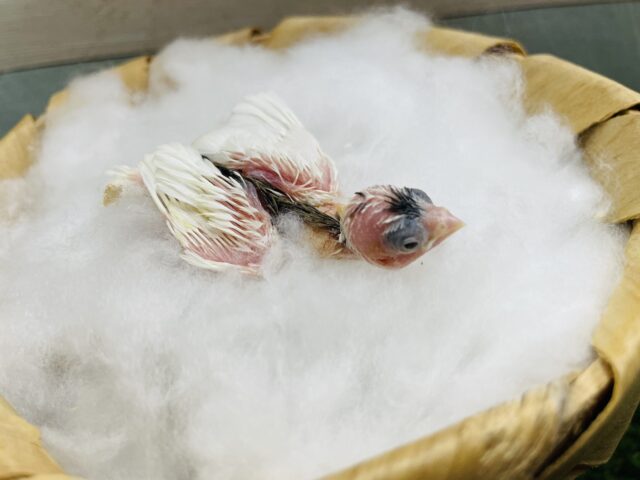 十姉妹（ジュウシマツ）