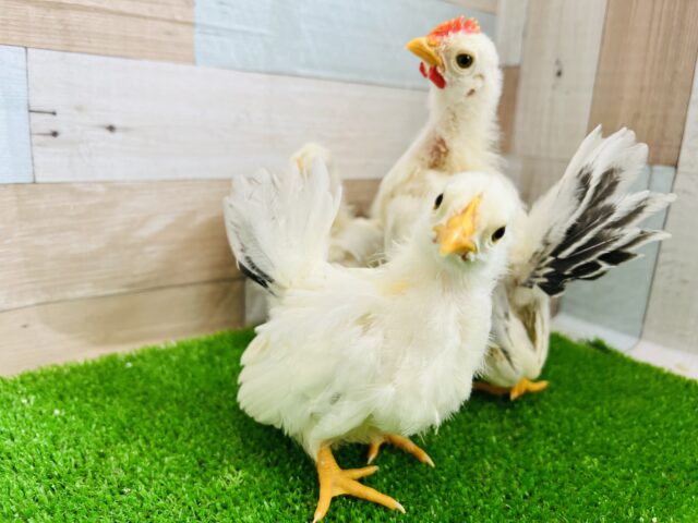 桂チャボ（カツラチャボ）