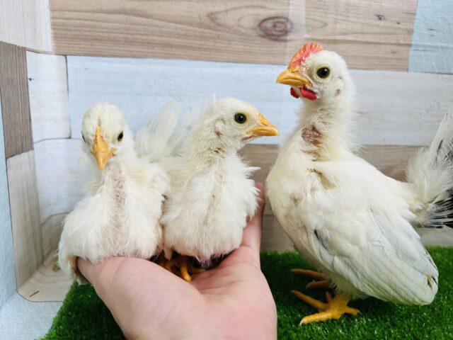 残り1羽❤すくすく成長中‼︎カツラチャボのヒヨコ〜♡ 桂チャボ(カツラチャボ)