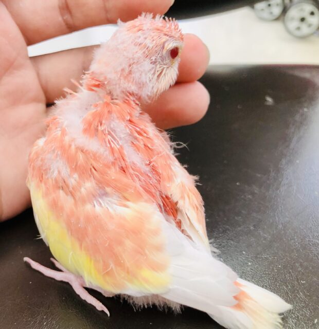 アキクサインコ（秋草インコ）