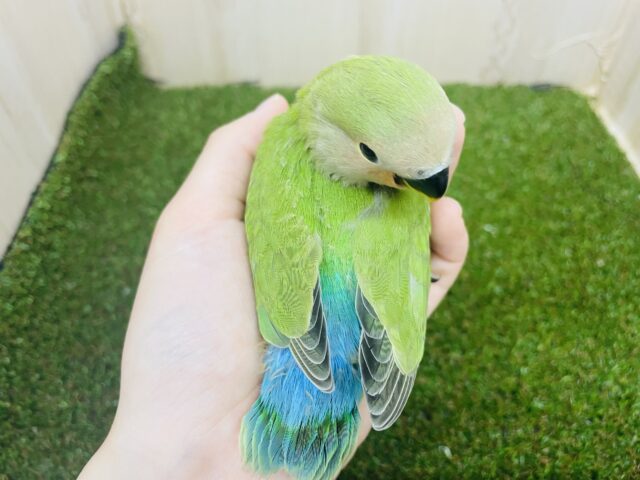 コザクラインコ（小桜インコ）