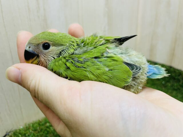 コザクラインコ（小桜インコ）
