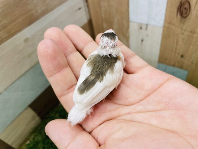 十姉妹（ジュウシマツ）