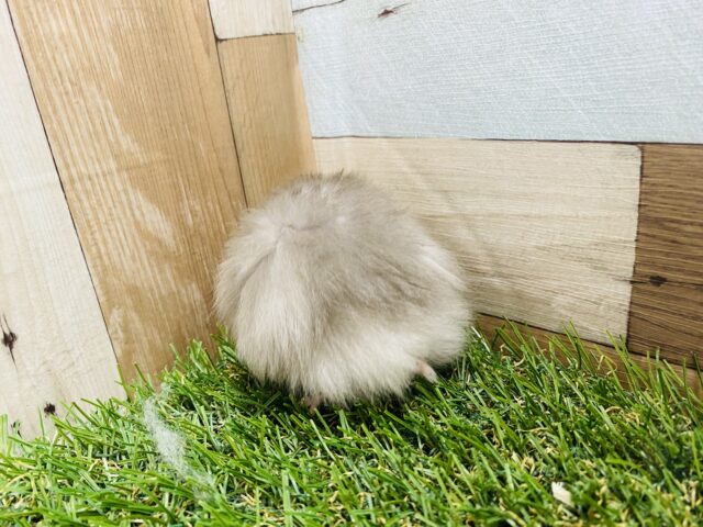 ゴールデンハムスター