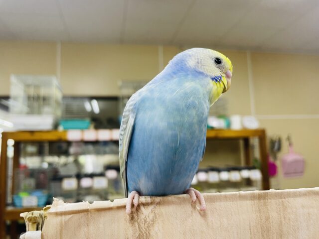 セキセイインコ
