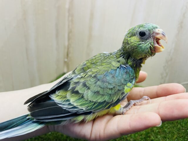 ビセイインコ（美声インコ）