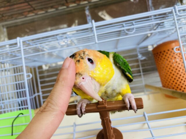 シロハラインコ