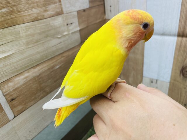 コザクラインコ（小桜インコ）