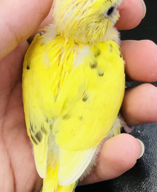 セキセイインコ