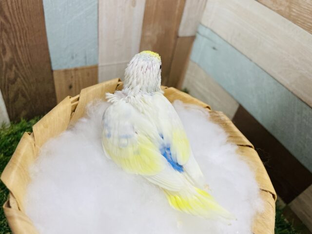 セキセイインコ