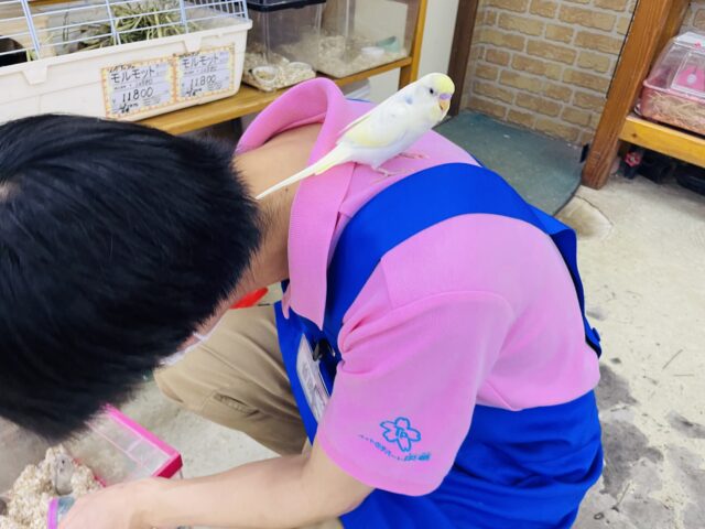 セキセイインコ