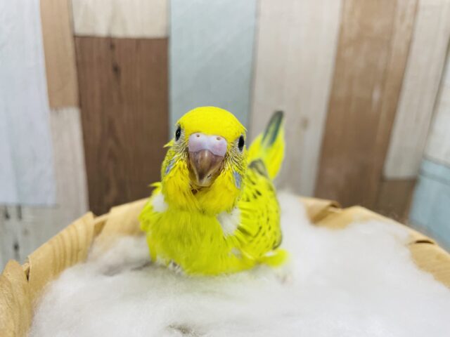 セキセイインコ