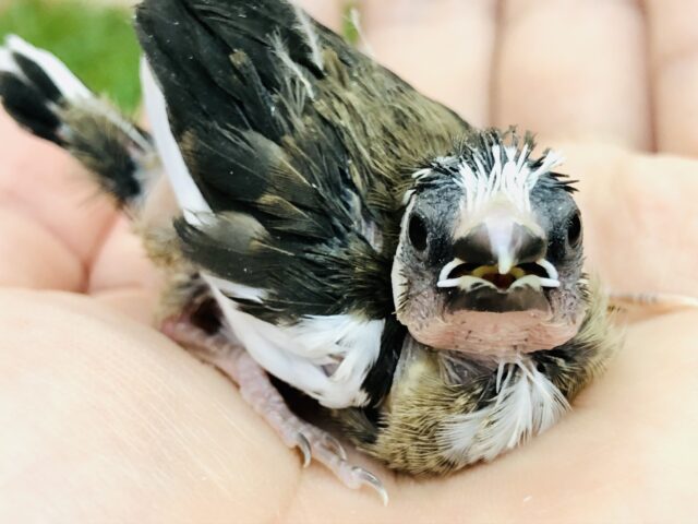 十姉妹（ジュウシマツ）