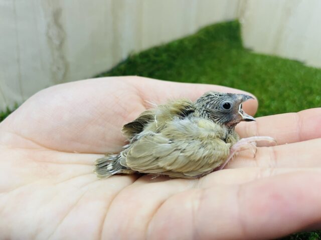 錦花鳥（キンカチョウ）