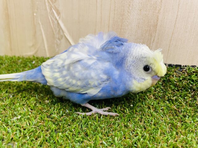 羽衣セキセイインコ