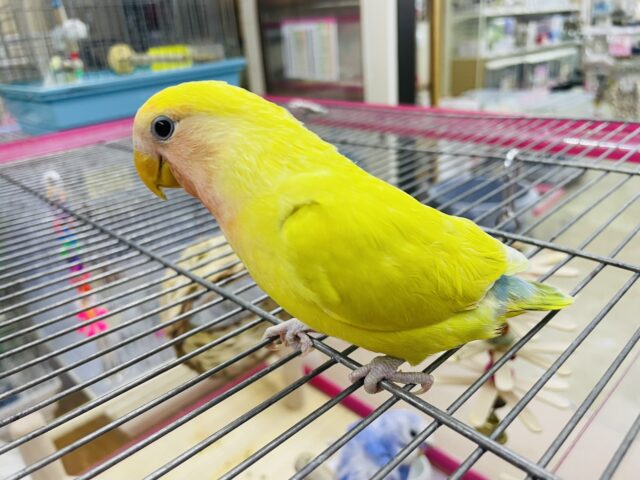 コザクラインコ（小桜インコ）
