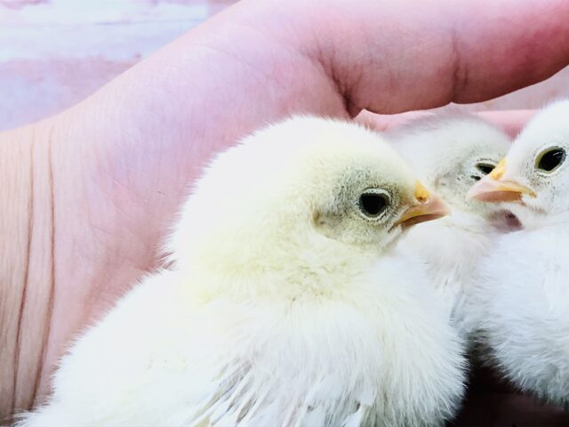 桂チャボ（カツラチャボ）