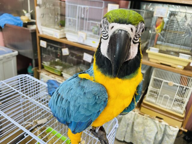 ルリコンゴウインコ