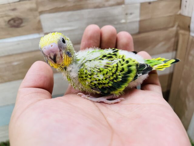 セキセイインコ