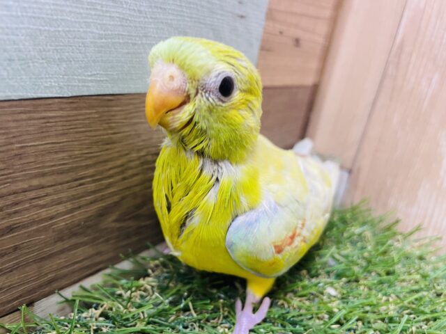 ビセイインコ（美声インコ）