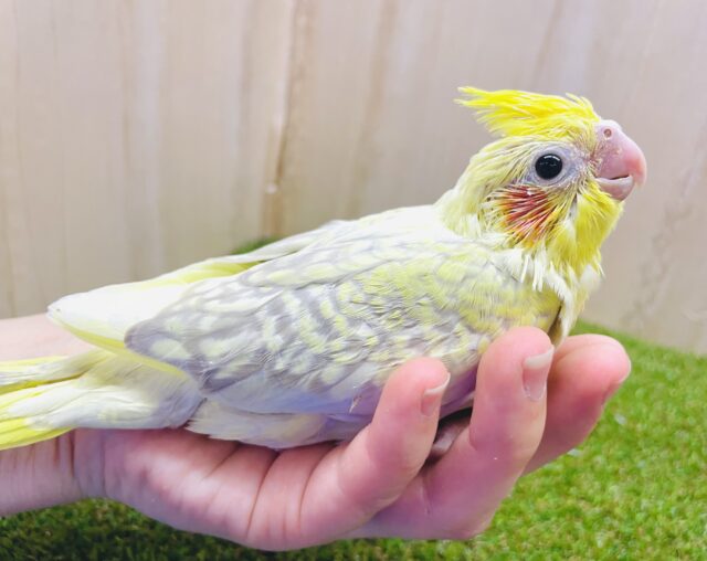オカメインコ