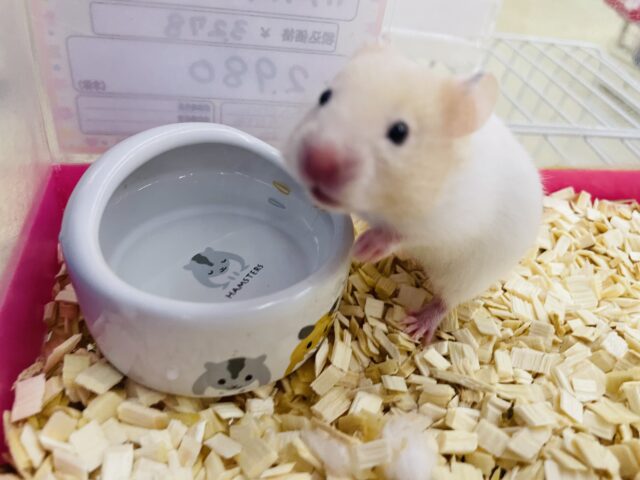 カラーハムスター