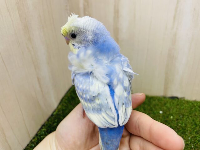 羽衣セキセイインコ