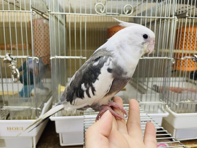 オカメインコ