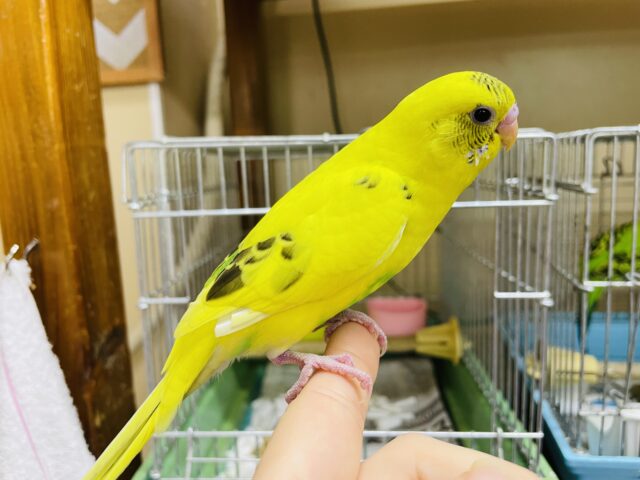 セキセイインコ