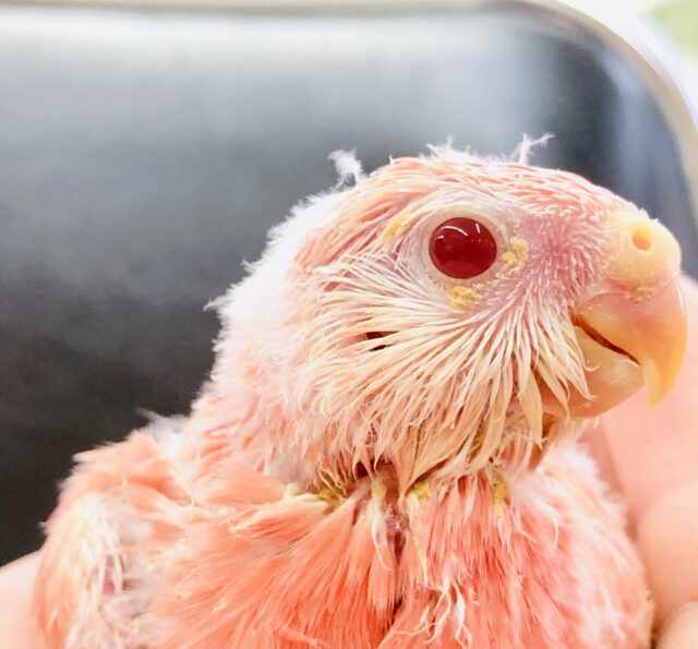 アキクサインコ（秋草インコ）