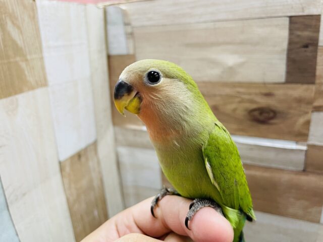 コザクラインコ（小桜インコ）