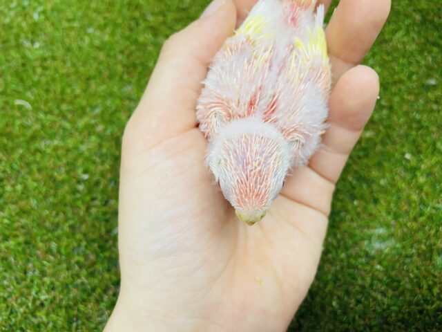 アキクサインコ（秋草インコ）