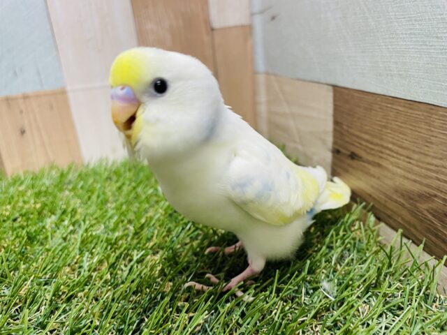 セキセイインコ