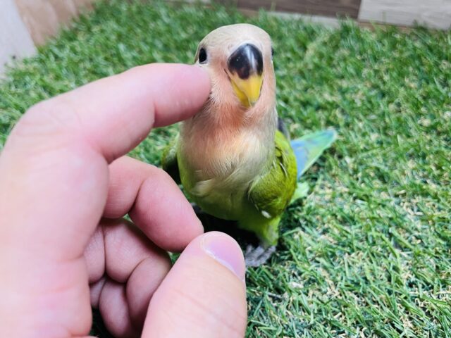 コザクラインコ（小桜インコ）