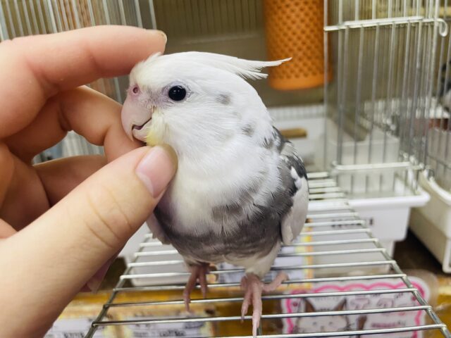 オカメインコ