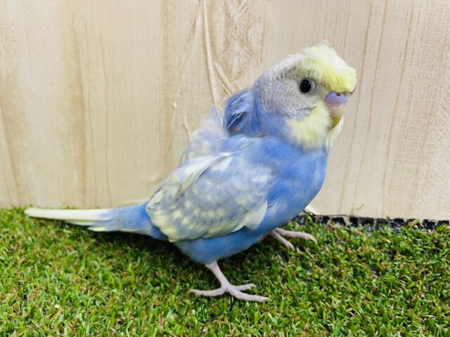 羽衣セキセイインコ
