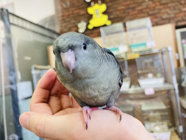 サザナミインコ