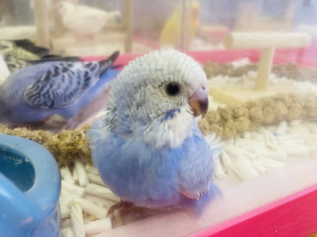 セキセイインコ