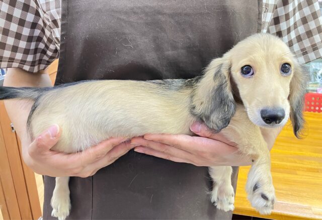 ミニチュアダックス