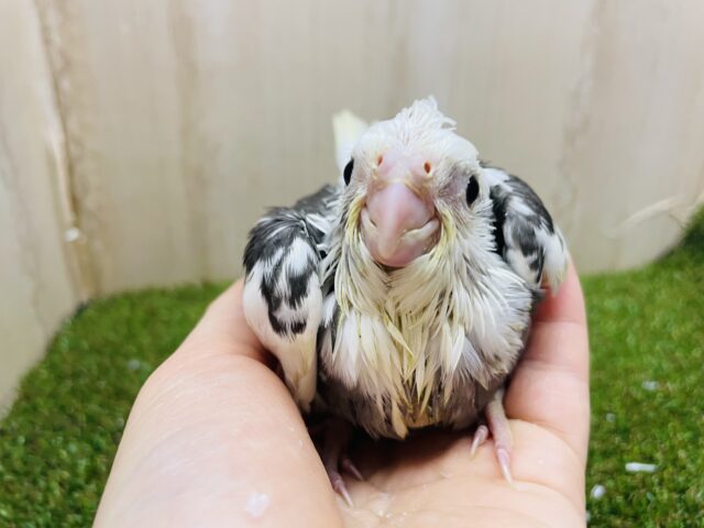 オカメインコ