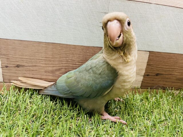 ホオミドリウロコインコ