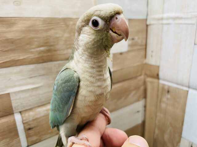 ホオミドリウロコインコ