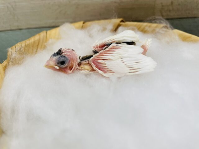 十姉妹（ジュウシマツ）