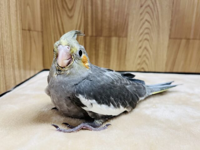オカメインコ