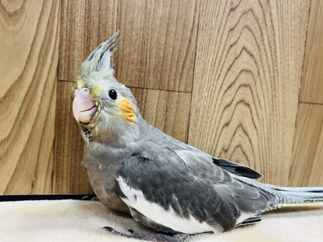 オカメインコ