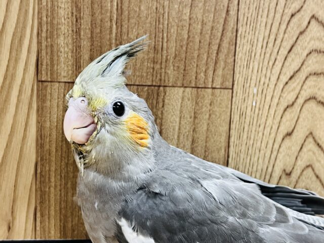 オカメインコ