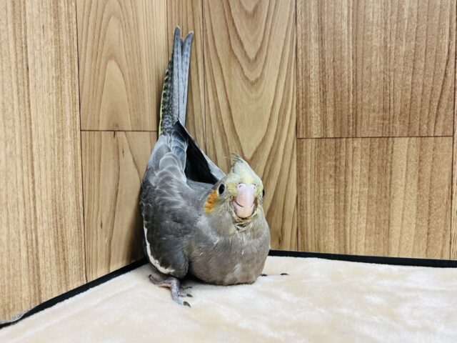 オカメインコ