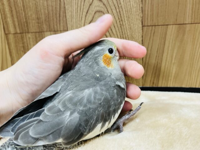 オカメインコ