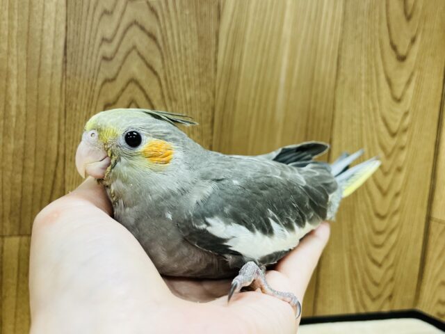 オカメインコ