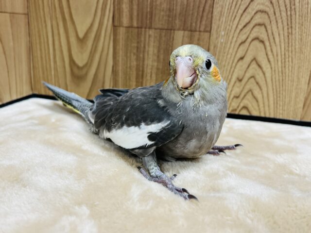オカメインコ